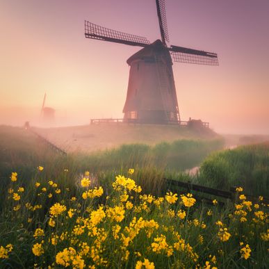 Windmill Yellow Flowers